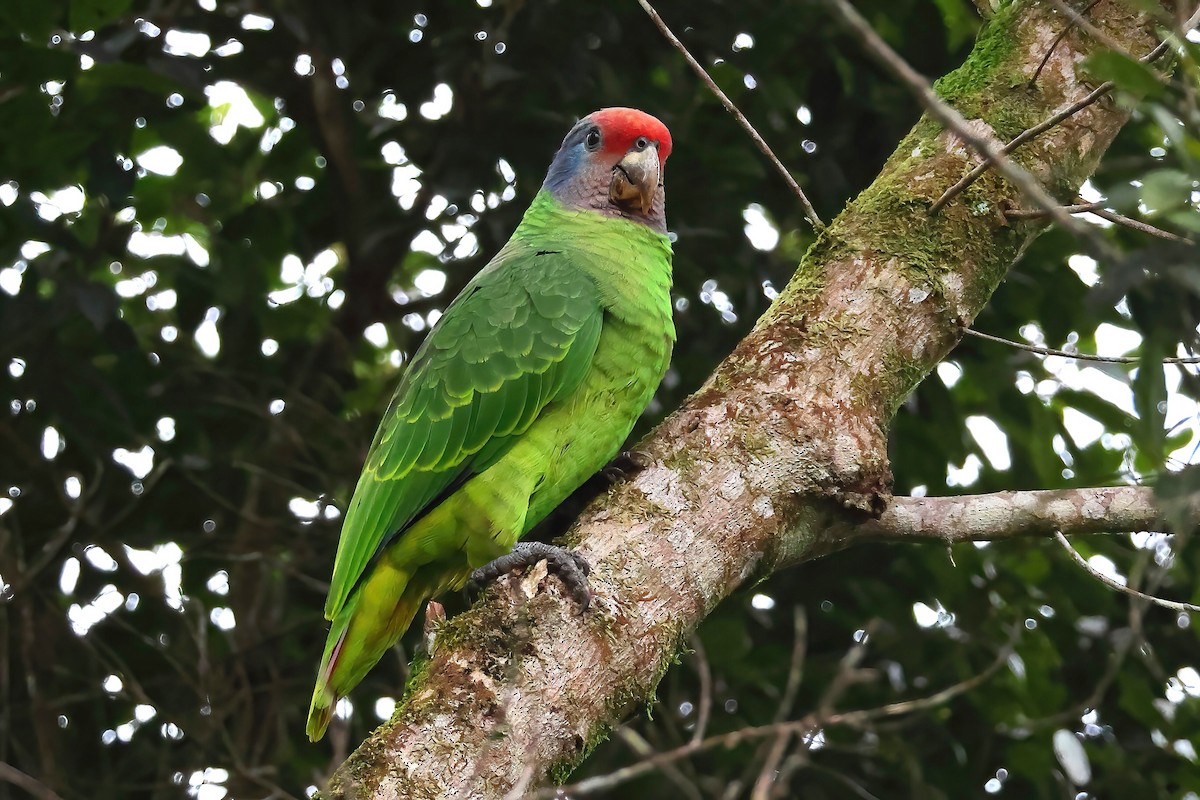 Red-tailed Parrot - ML622785518