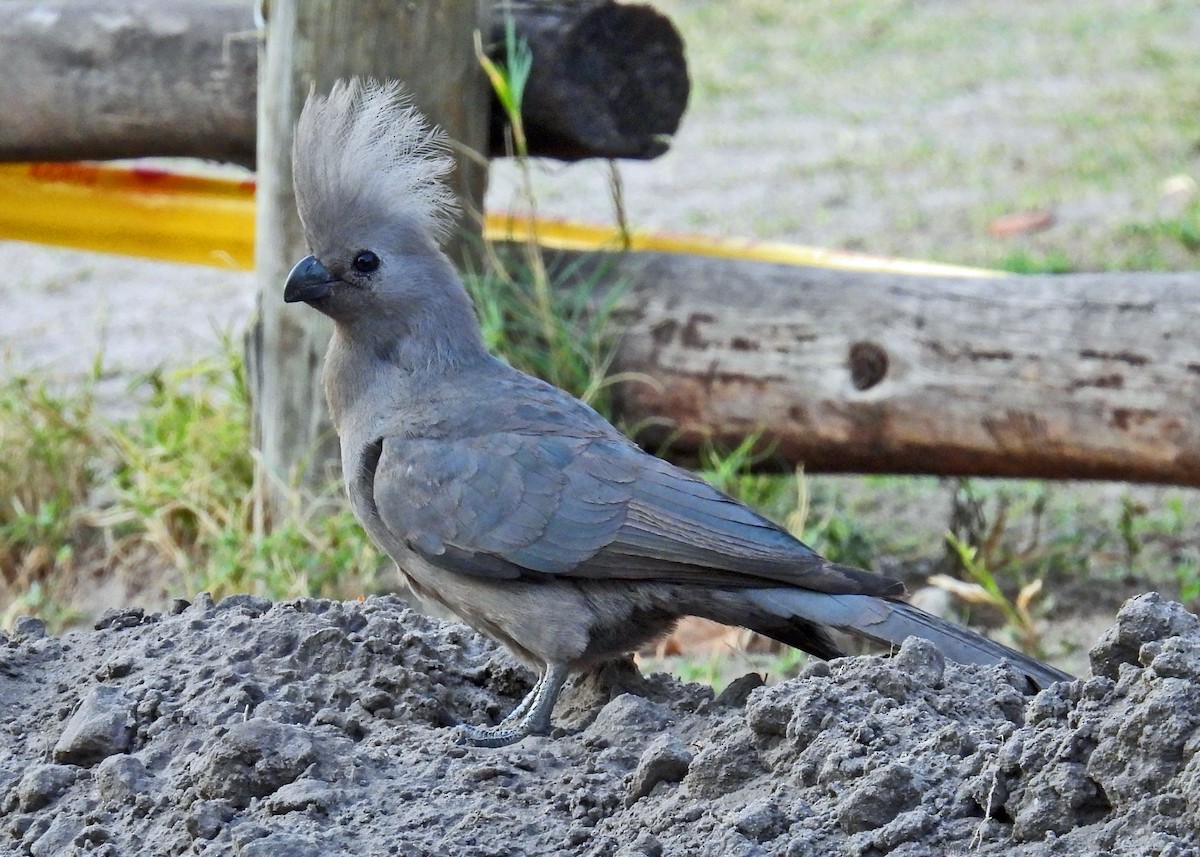 Gray Go-away-bird - ML622785520