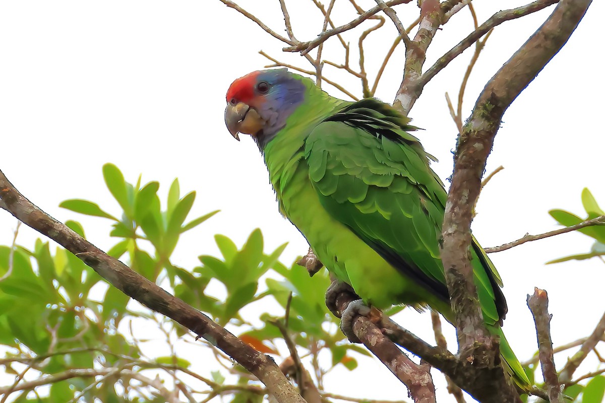 Red-tailed Parrot - ML622785534