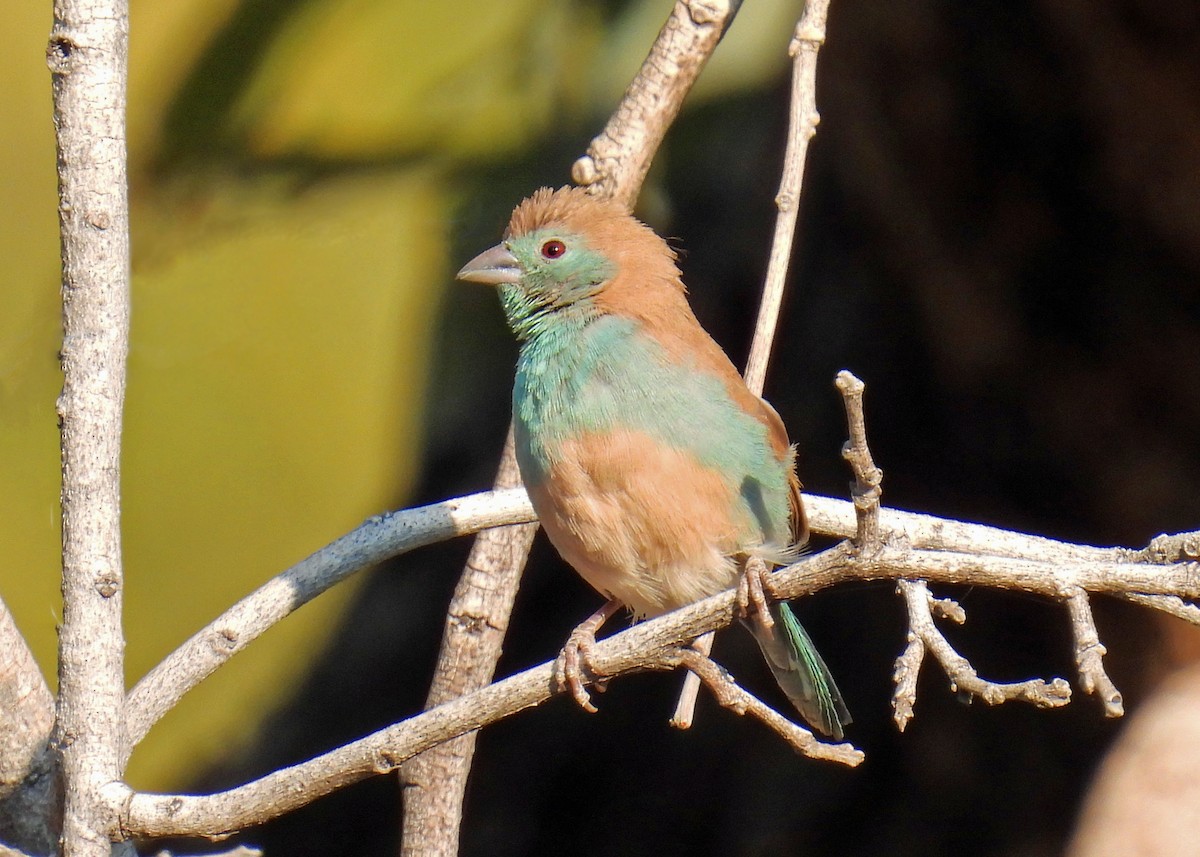 Southern Cordonbleu - ML622785538