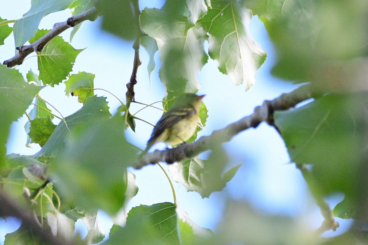 Yellow-bellied Flycatcher - ML622785543