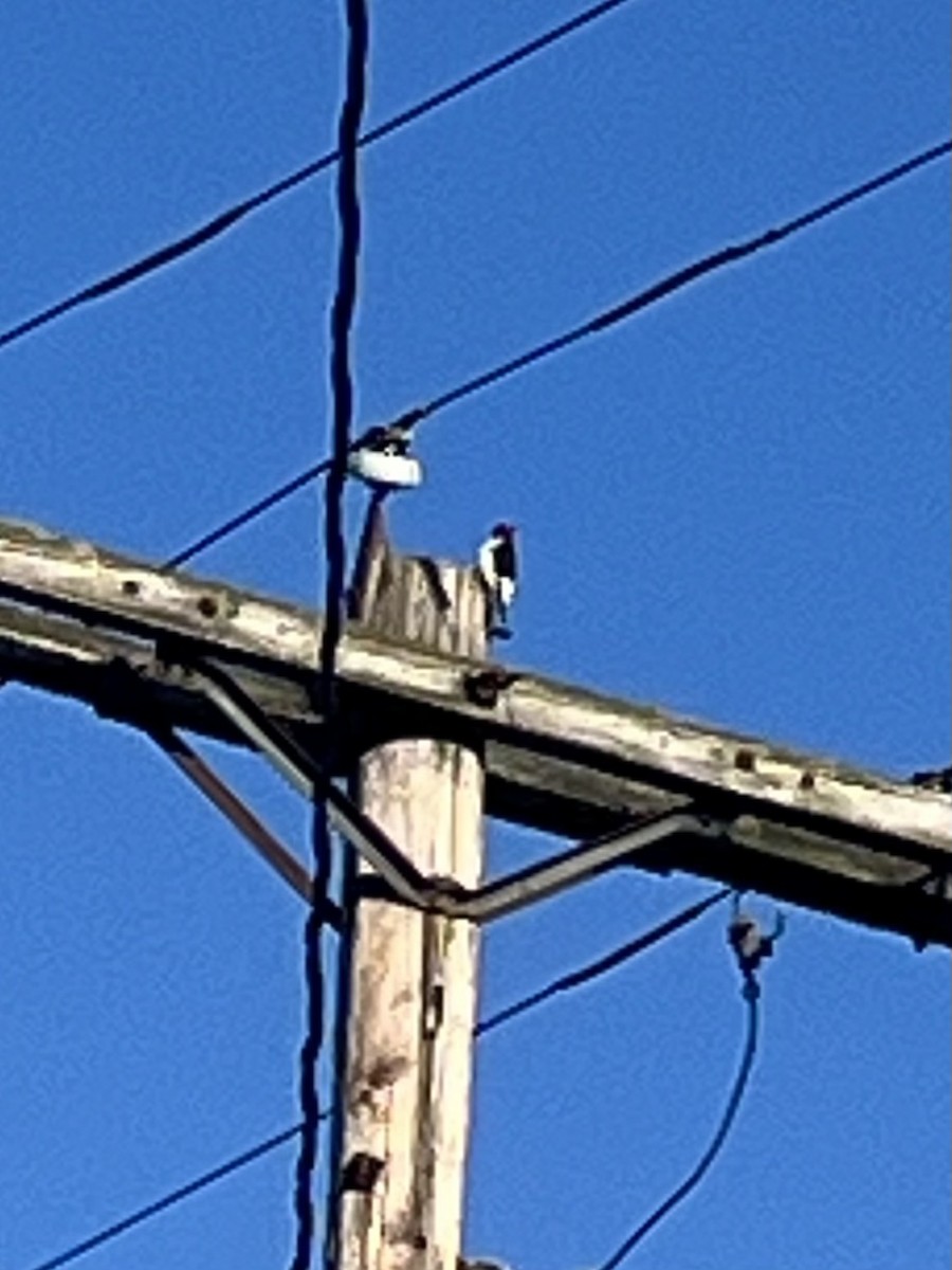 Red-headed Woodpecker - ML622785544