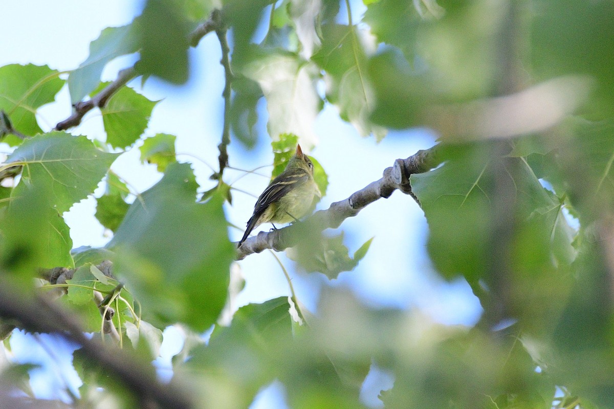 Yellow-bellied Flycatcher - ML622785546