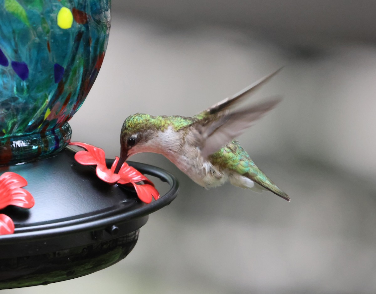 Ruby-throated Hummingbird - ML622785552