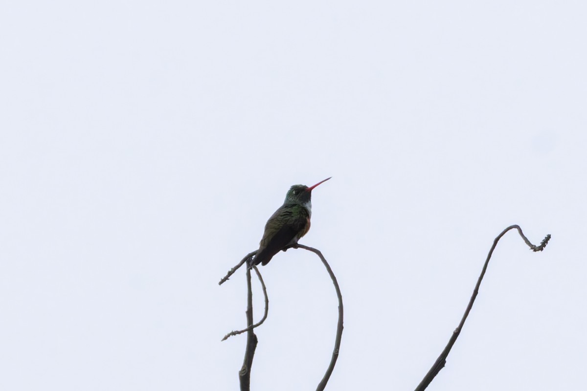 Amazilia Hummingbird - ML622785595