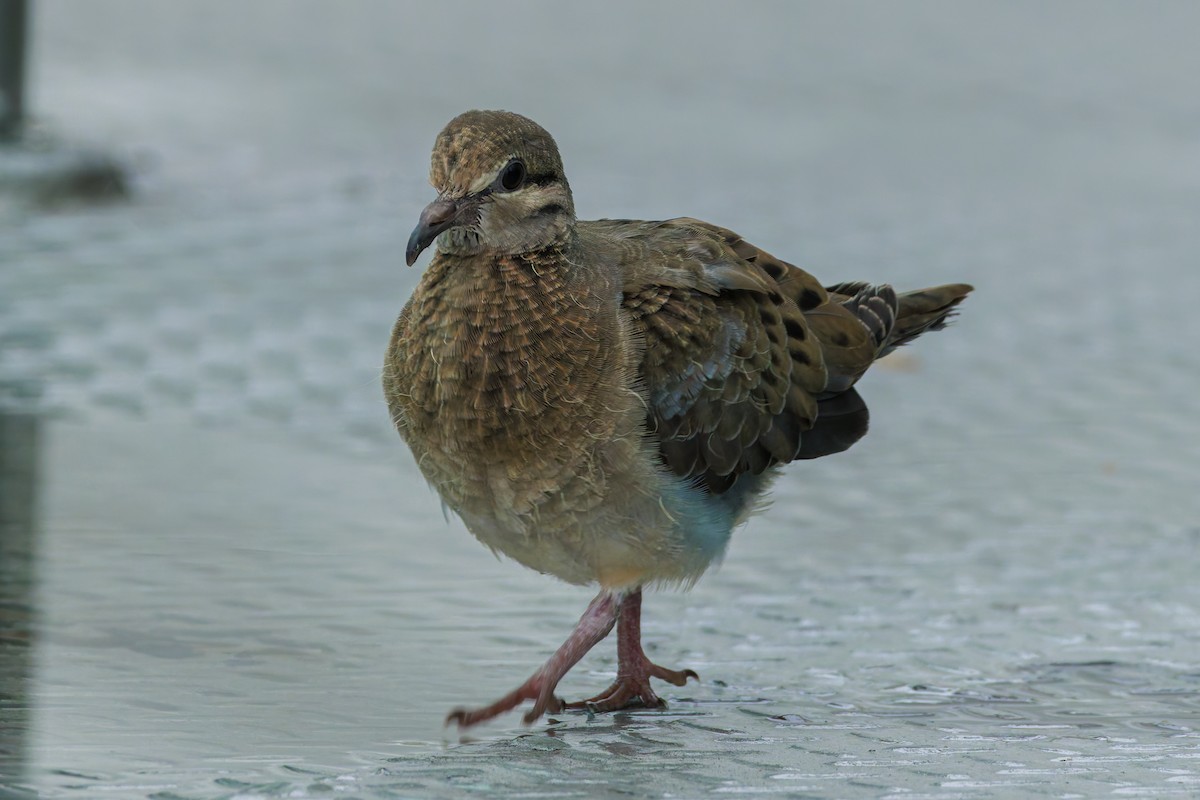 Eared Dove - ML622785603