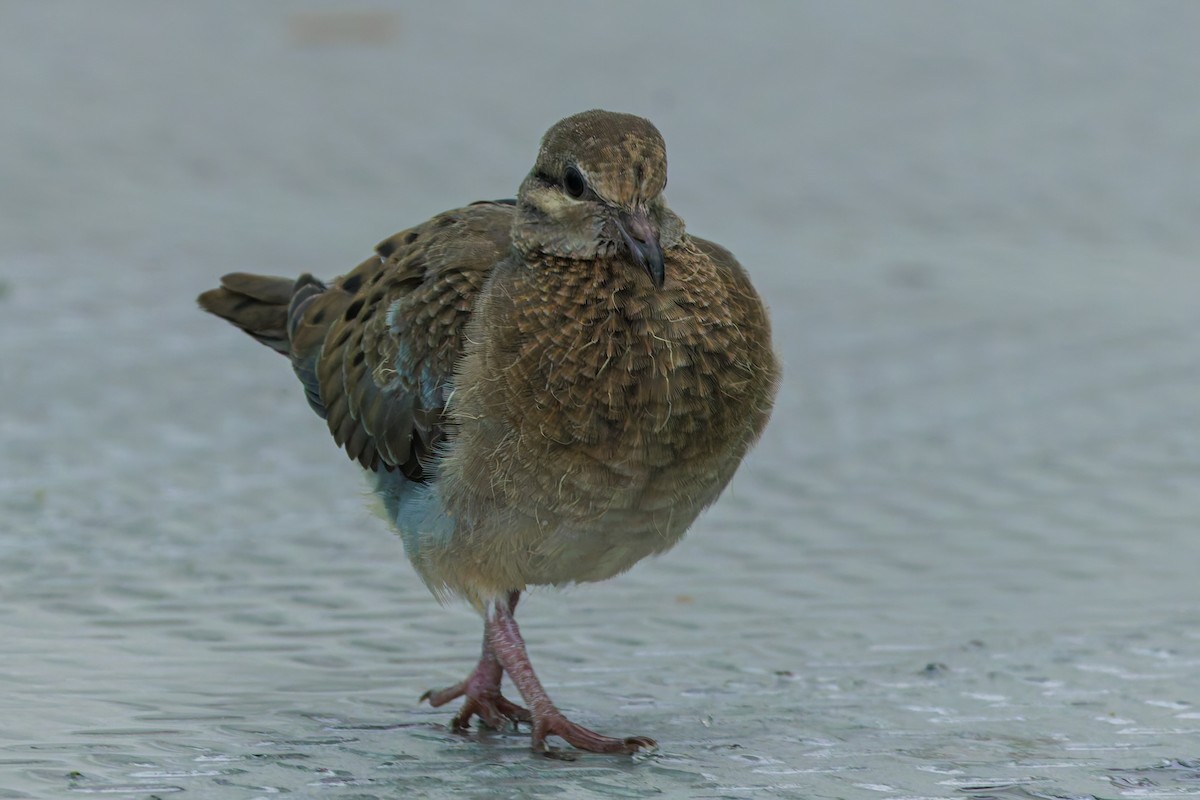 Eared Dove - ML622785604