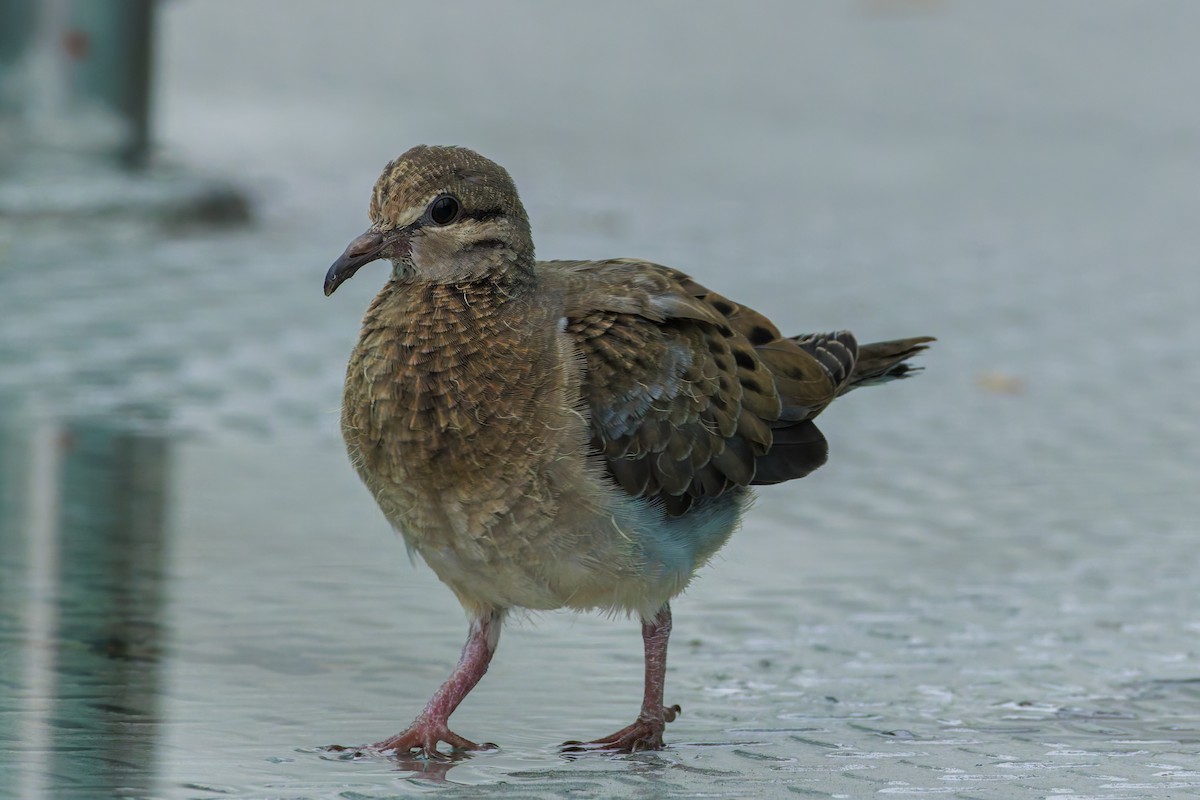 Eared Dove - ML622785605