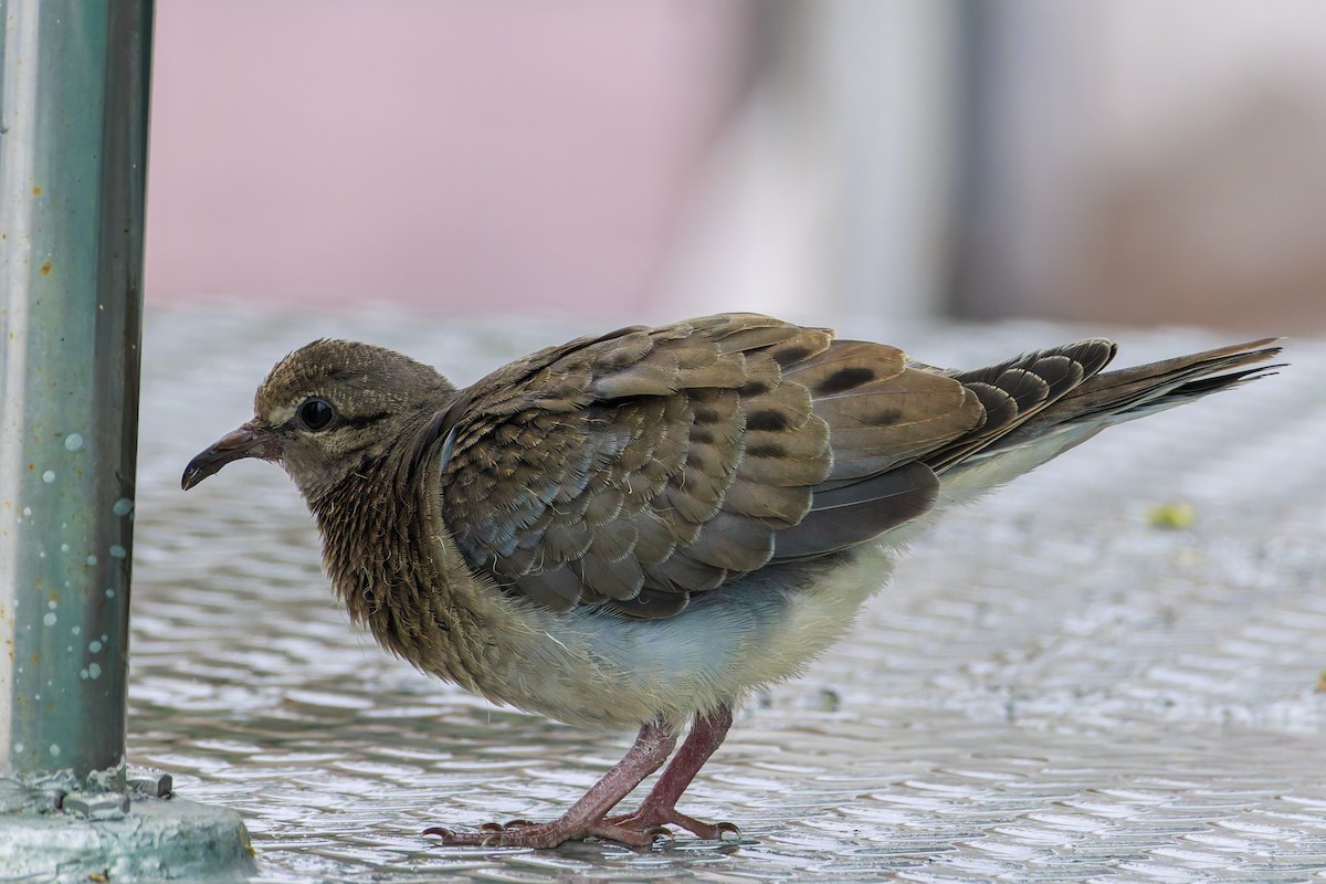 Eared Dove - ML622785606