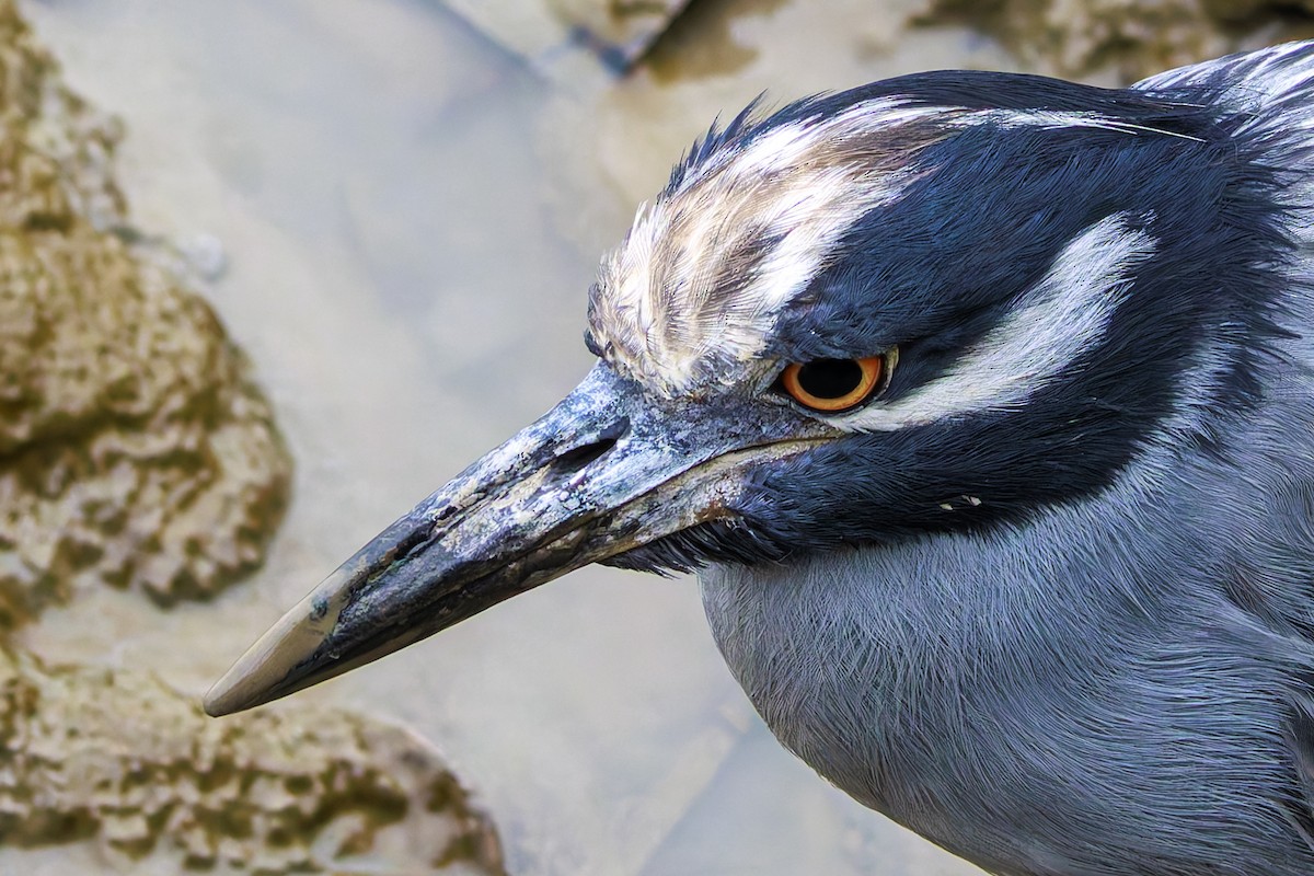 Yellow-crowned Night Heron - ML622785616