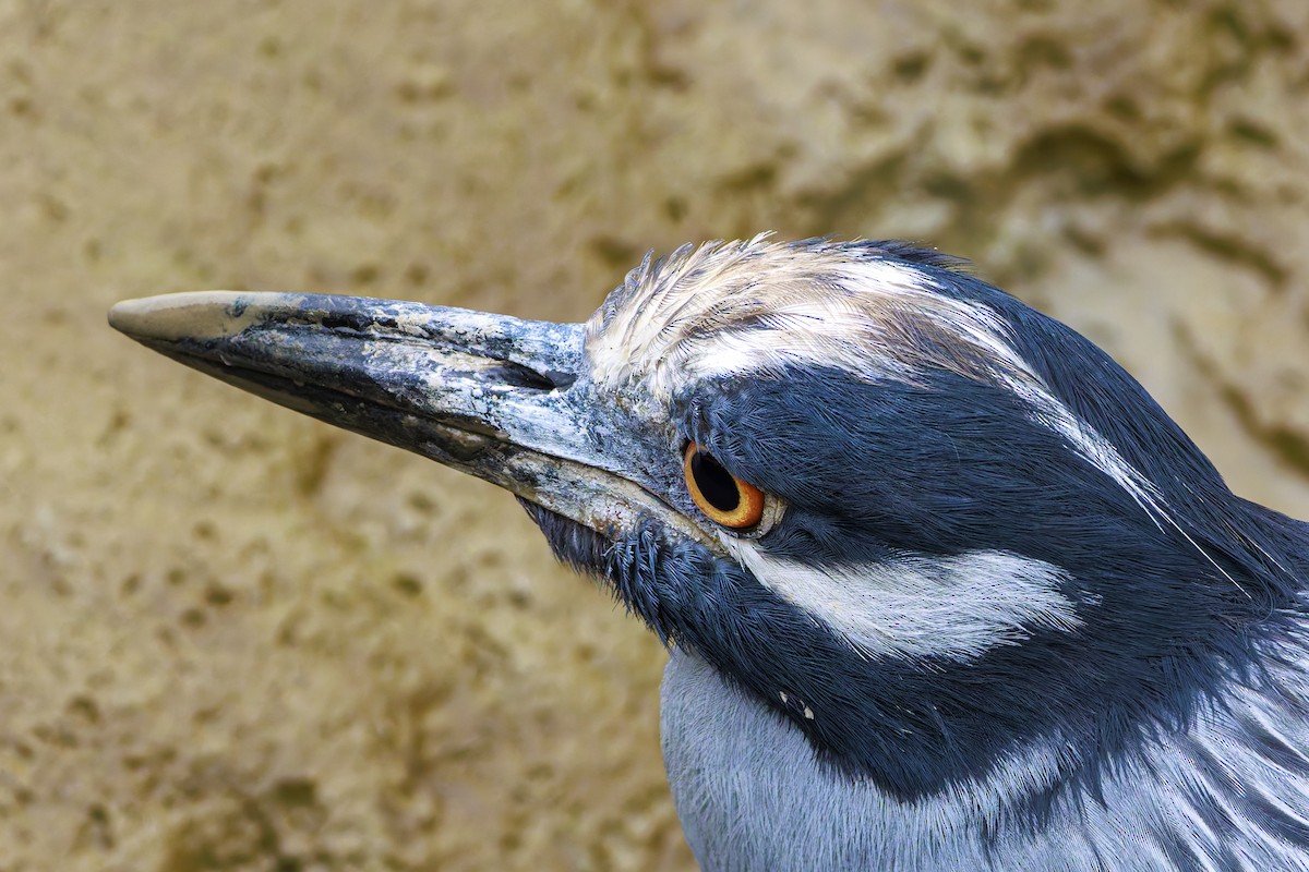 Yellow-crowned Night Heron - ML622785617