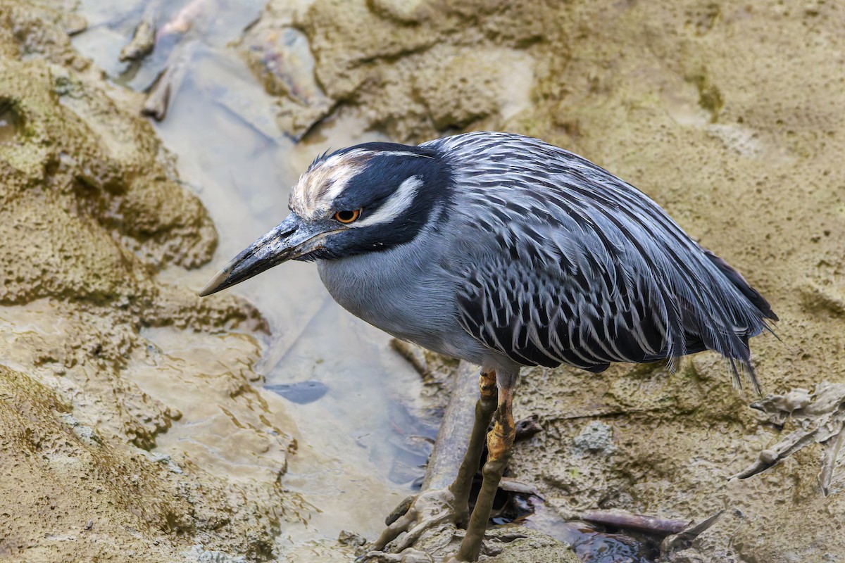 Yellow-crowned Night Heron - ML622785618