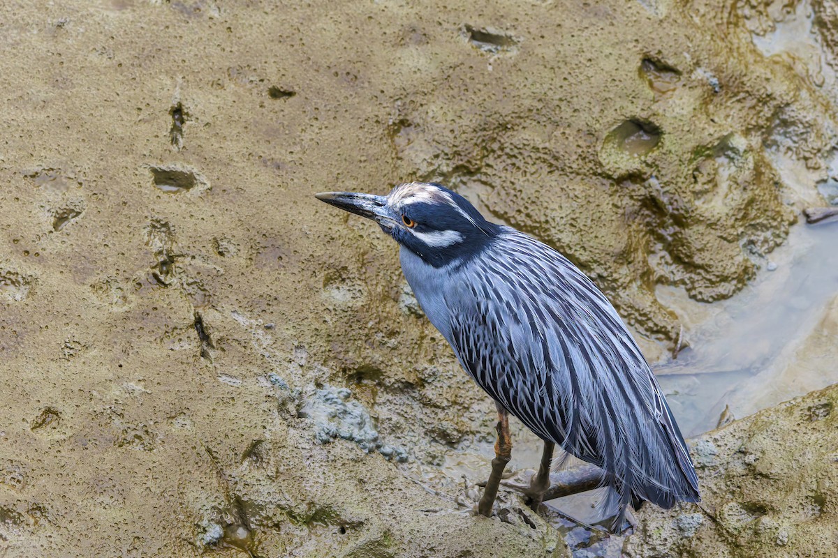 Yellow-crowned Night Heron - ML622785619