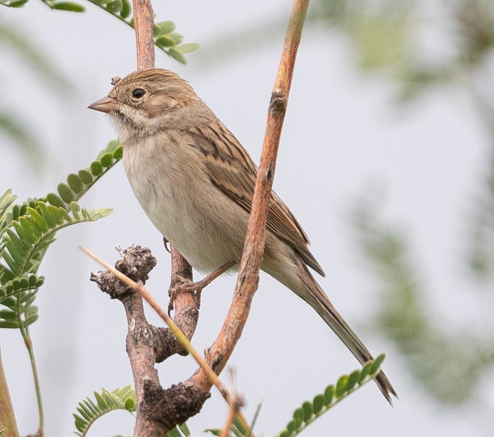 Brewer's Sparrow - ML622785620