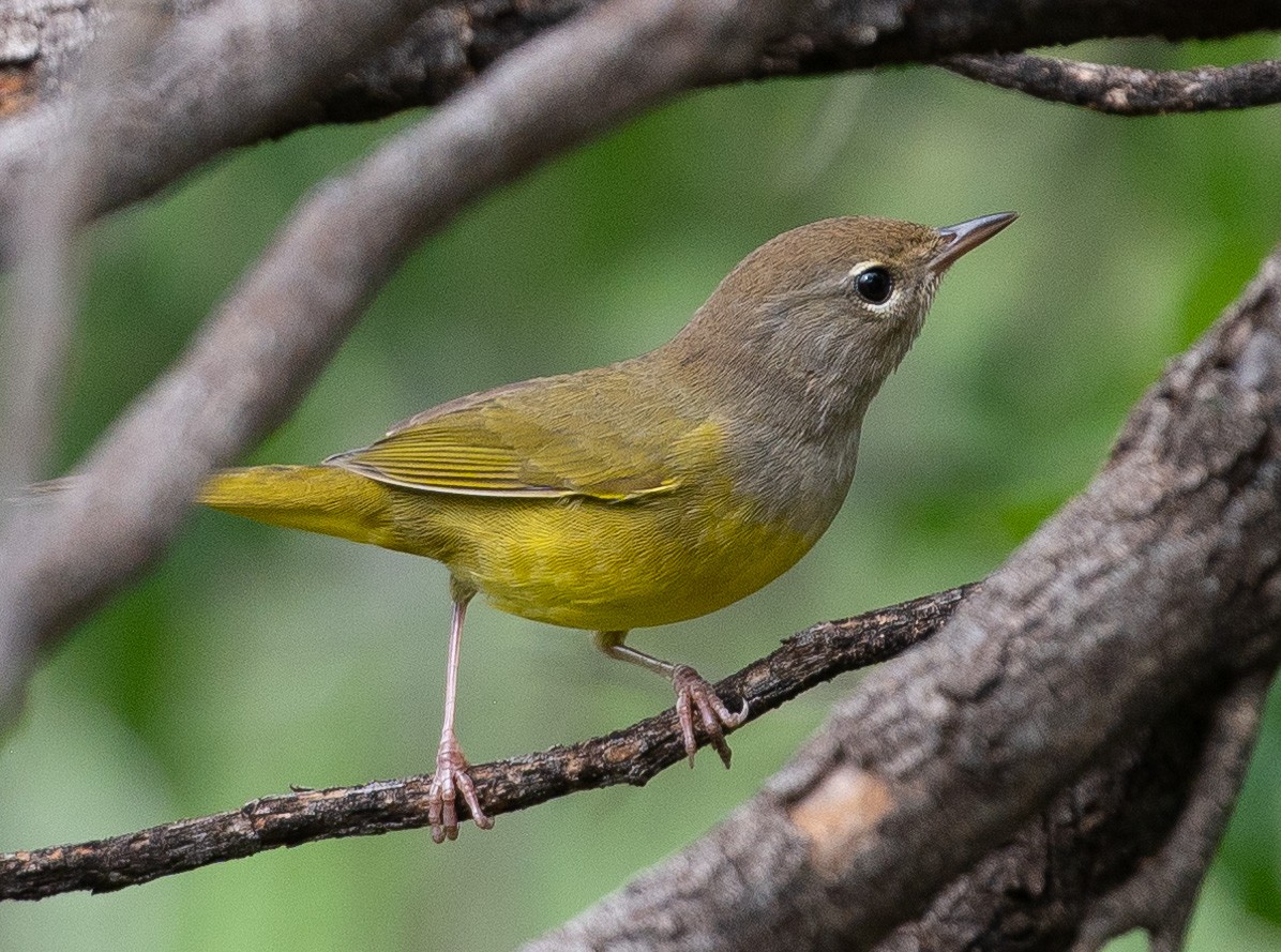 MacGillivray's Warbler - ML622785629