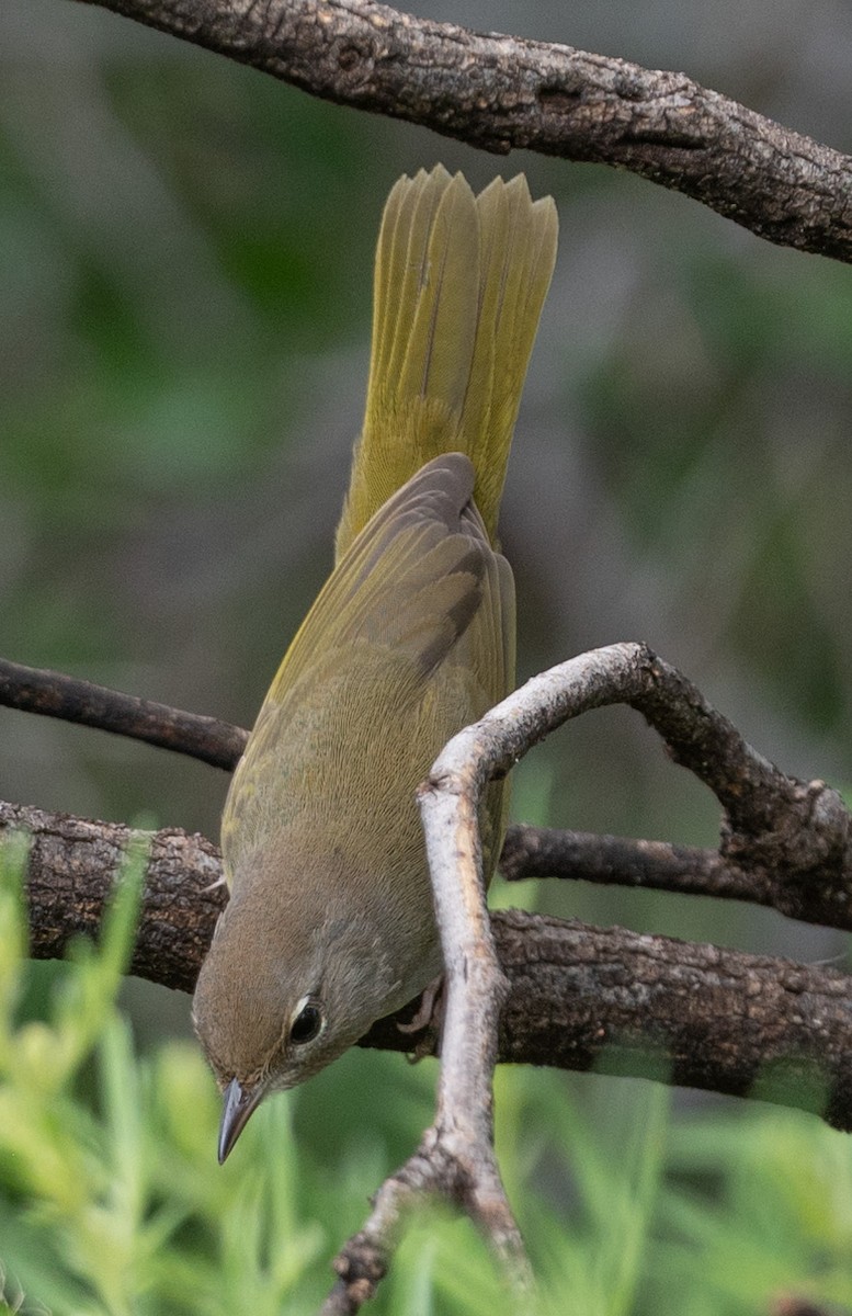 MacGillivray's Warbler - ML622785630