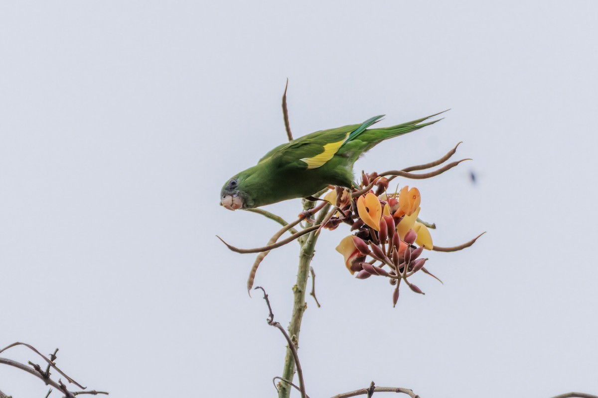 White-winged Parakeet - ML622785633