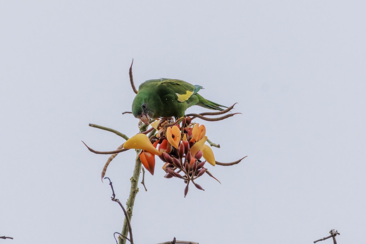 White-winged Parakeet - ML622785634