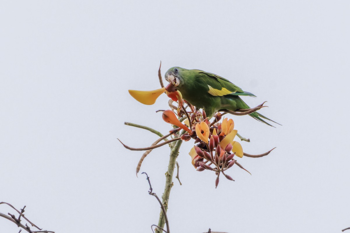 White-winged Parakeet - Frank Dietze