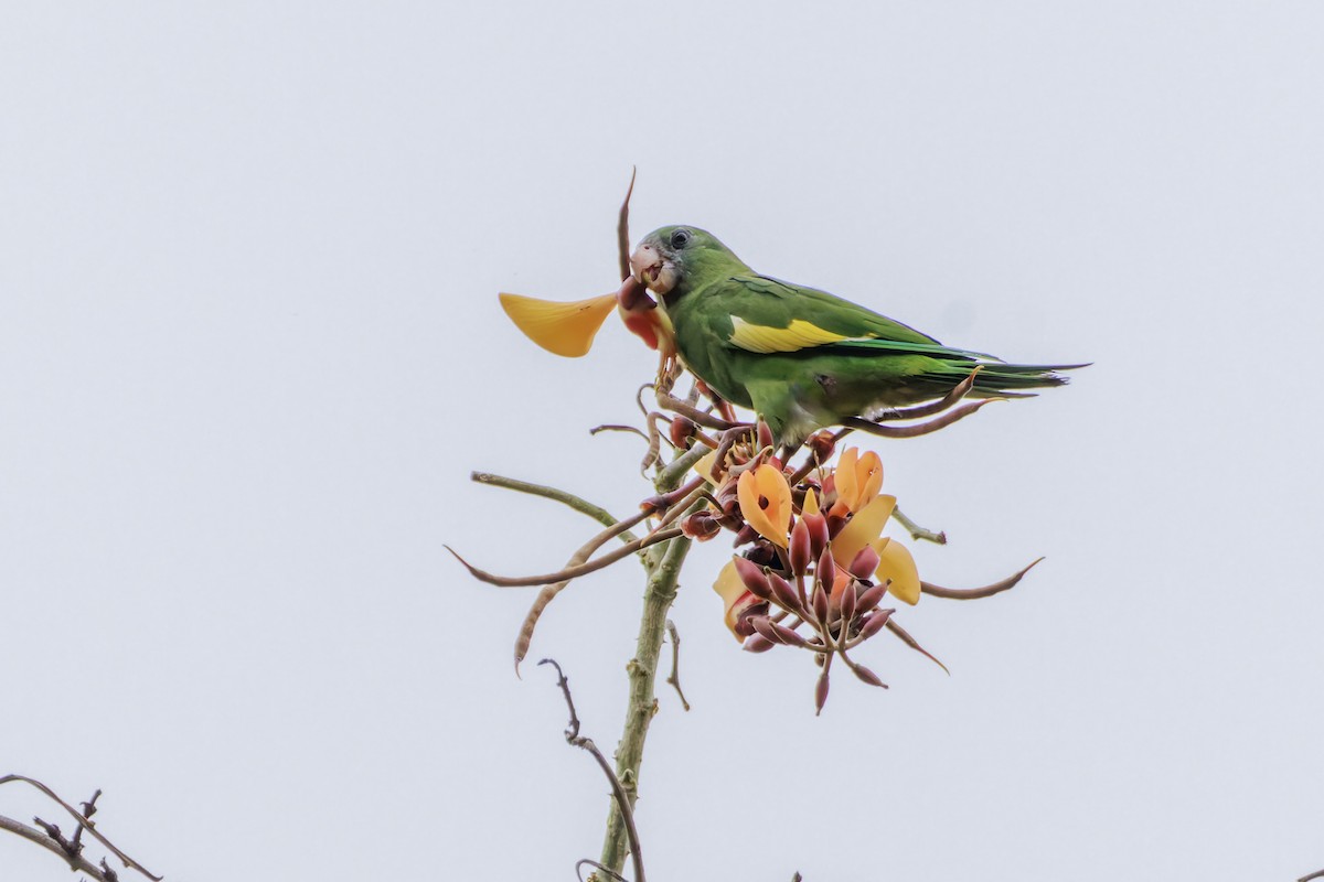 White-winged Parakeet - ML622785636