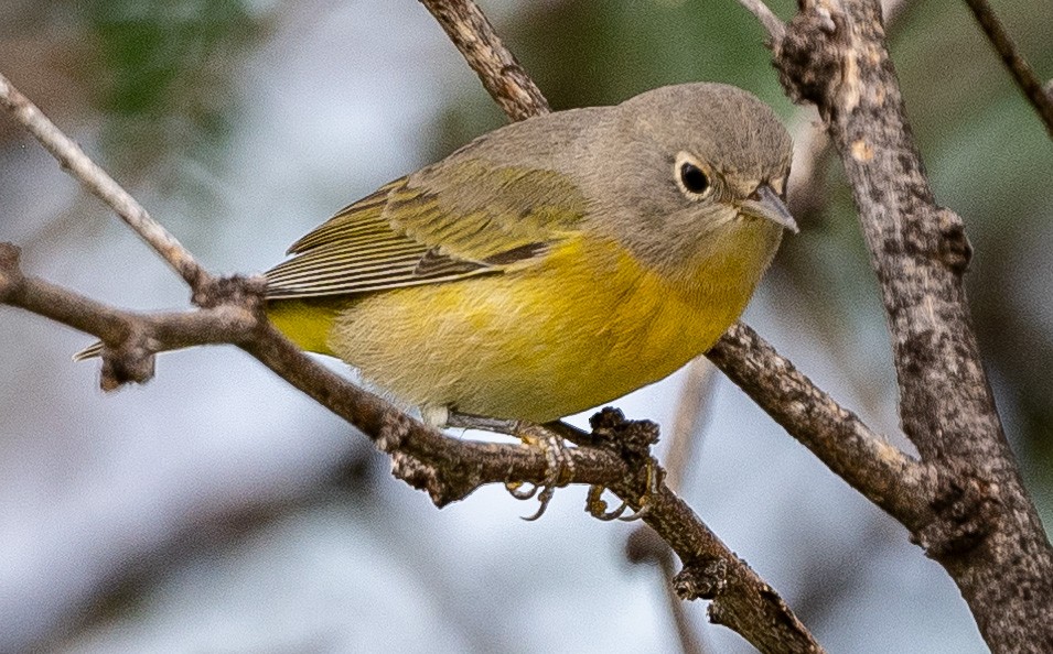 Nashville Warbler - ML622785638