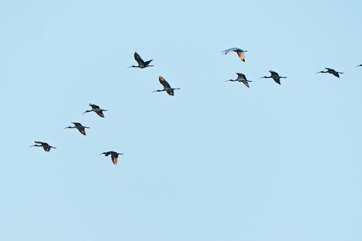 White Ibis - Dori Eldridge