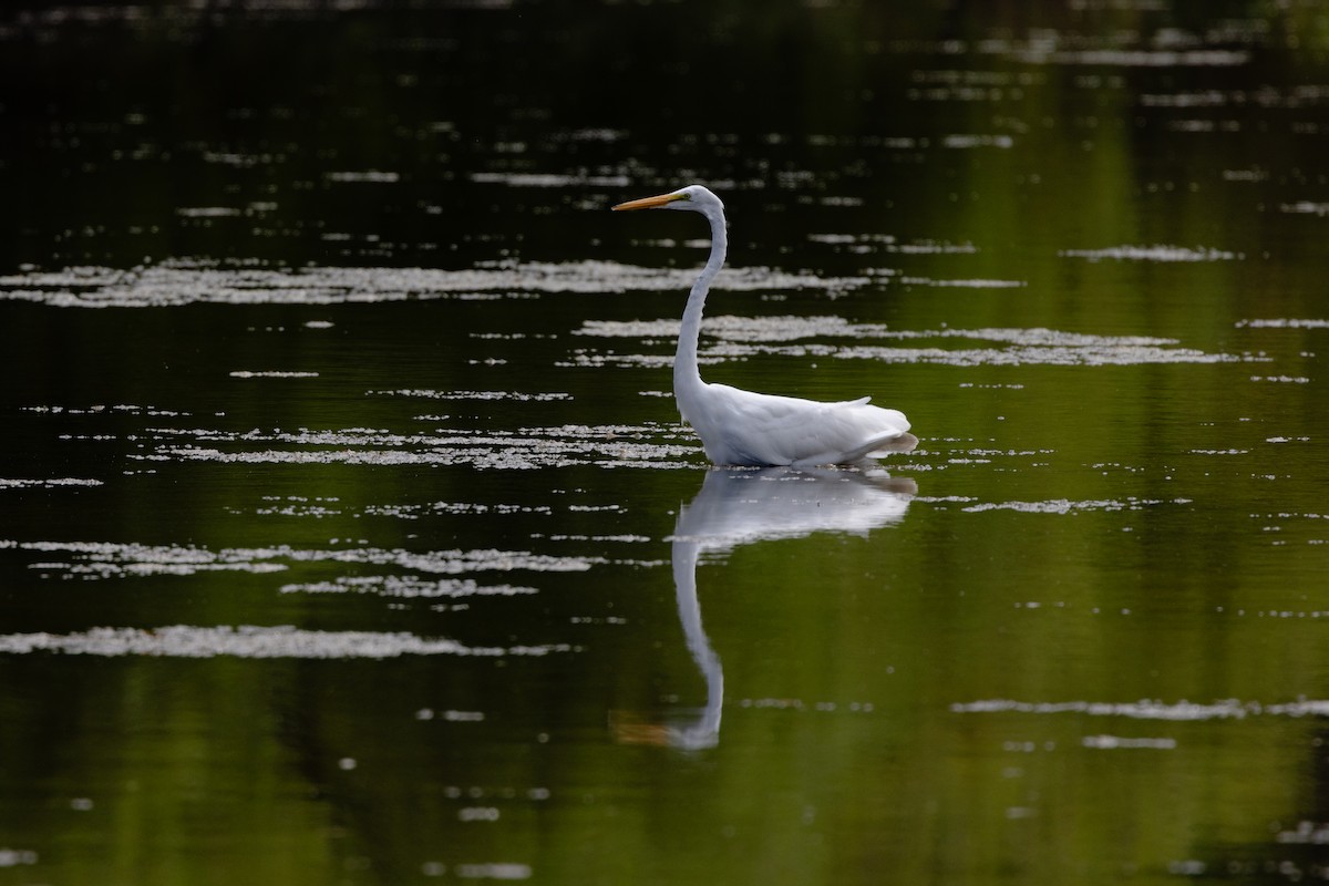 Great Egret - ML622785650