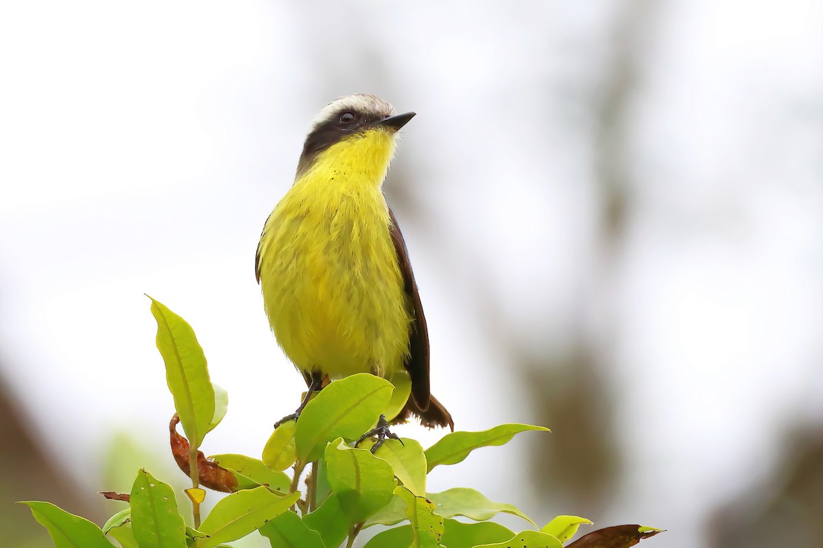 Three-striped Flycatcher - ML622785654