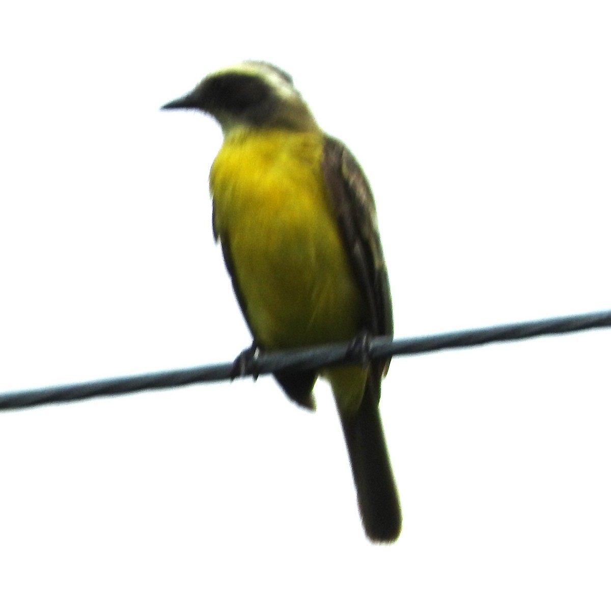 Social Flycatcher - ML622785656