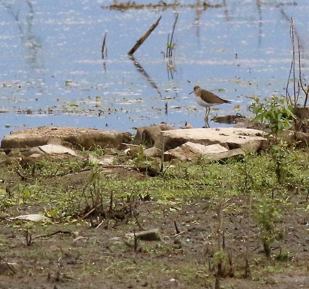 Solitary Sandpiper - Brian Miller