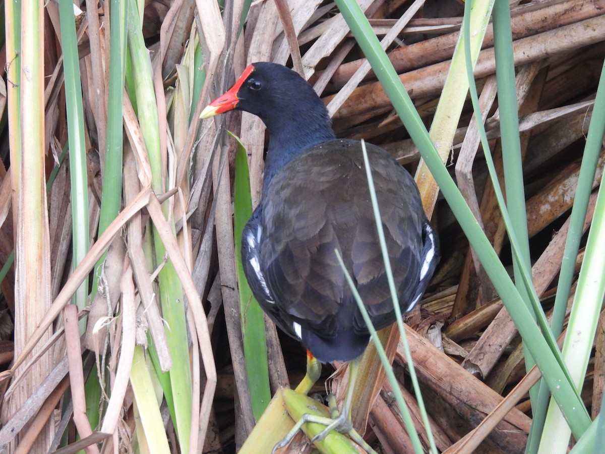 Common Gallinule - ML622785774