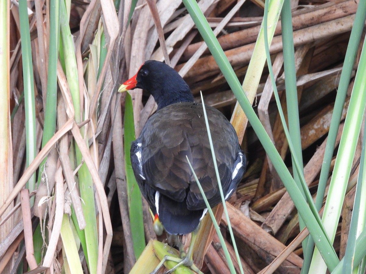 Common Gallinule - ML622785775