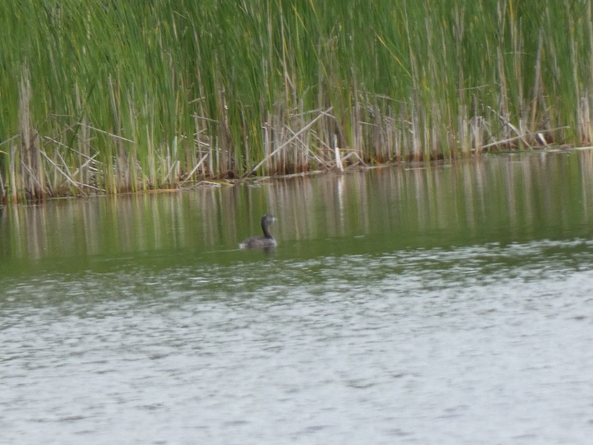 Pied-billed Grebe - A. Nicholson