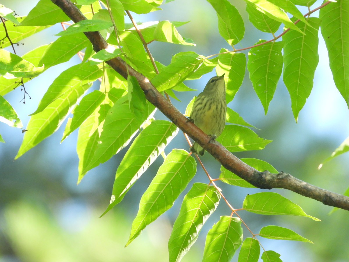 Cape May Warbler - ML622785897