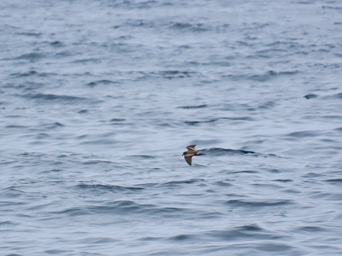 Leach's Storm-Petrel (Chapman's) - Tina Tan