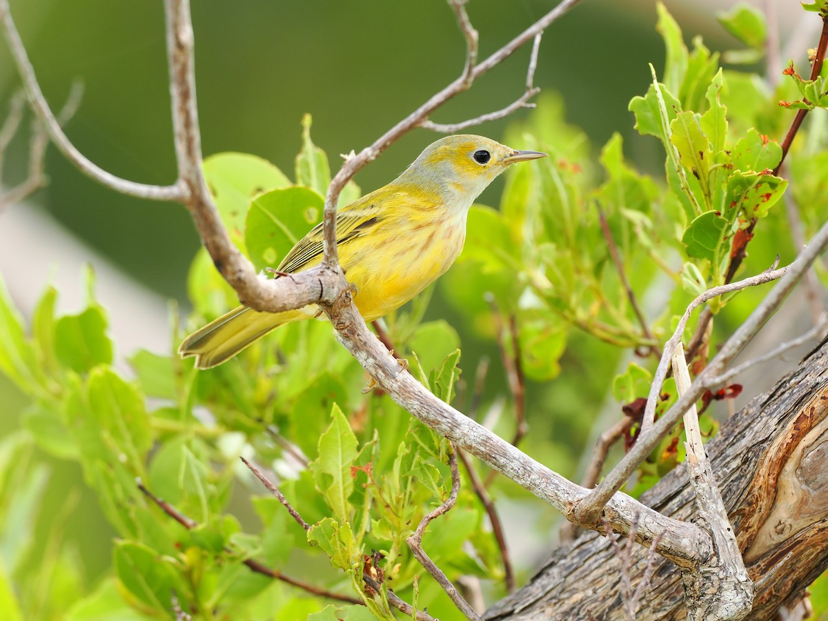 Yellow Warbler (Golden) - ML622785969