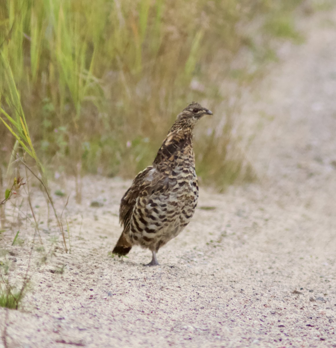 Воротничковый рябчик - ML622785978