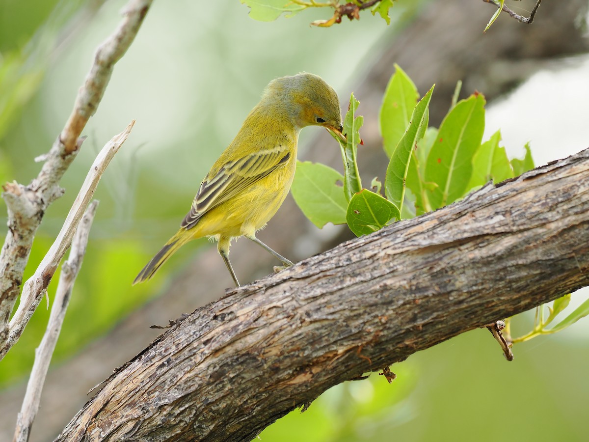 Yellow Warbler (Golden) - Tonja Wight