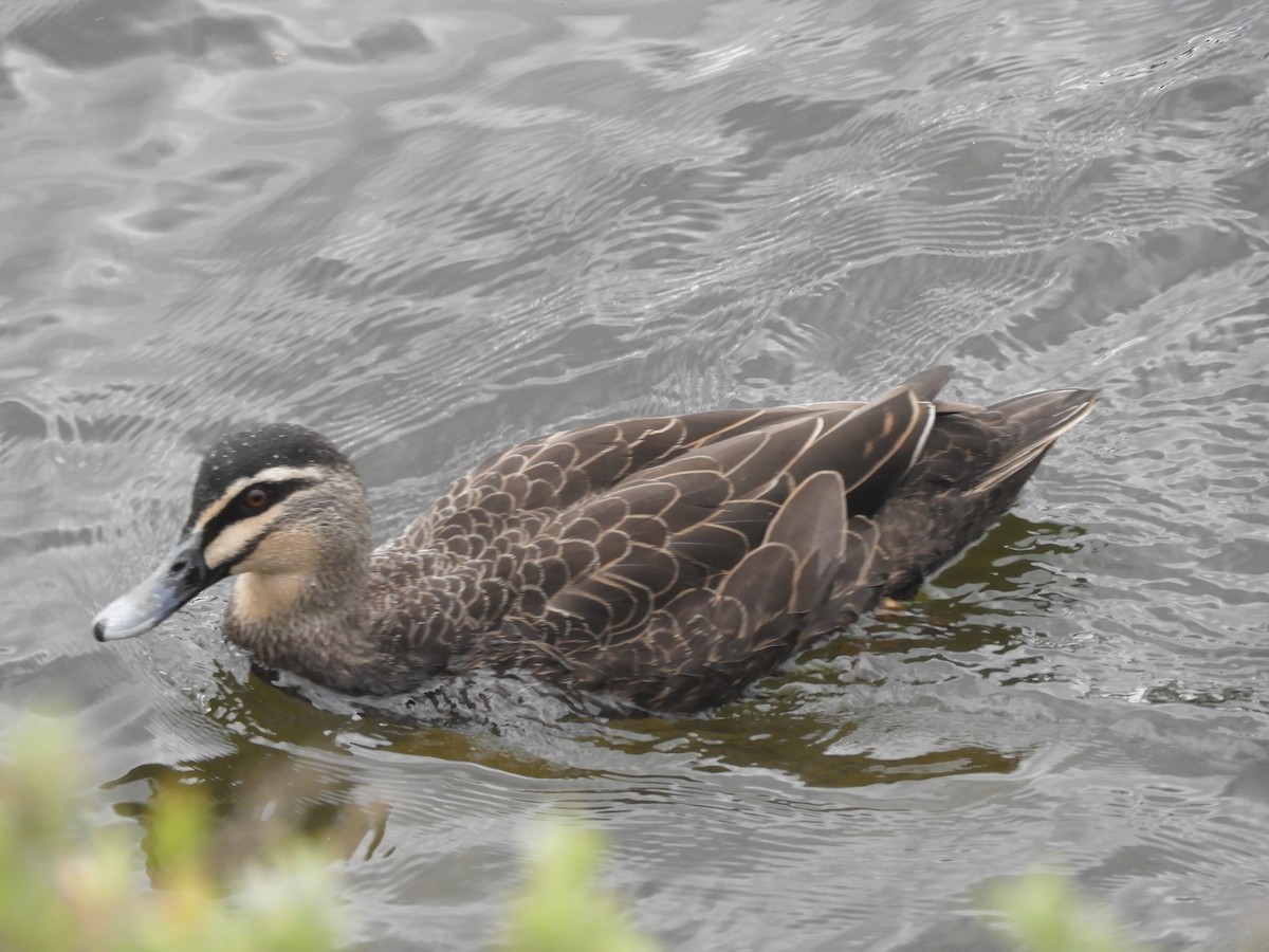 Pacific Black Duck - Charles Silveira