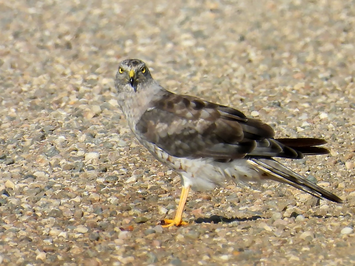 Northern Harrier - ML622786025