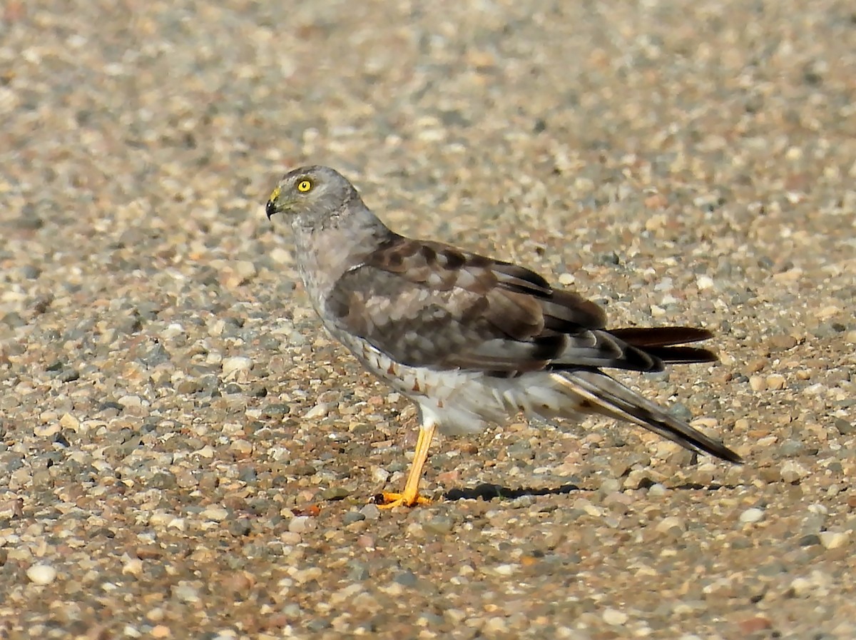 Northern Harrier - ML622786027
