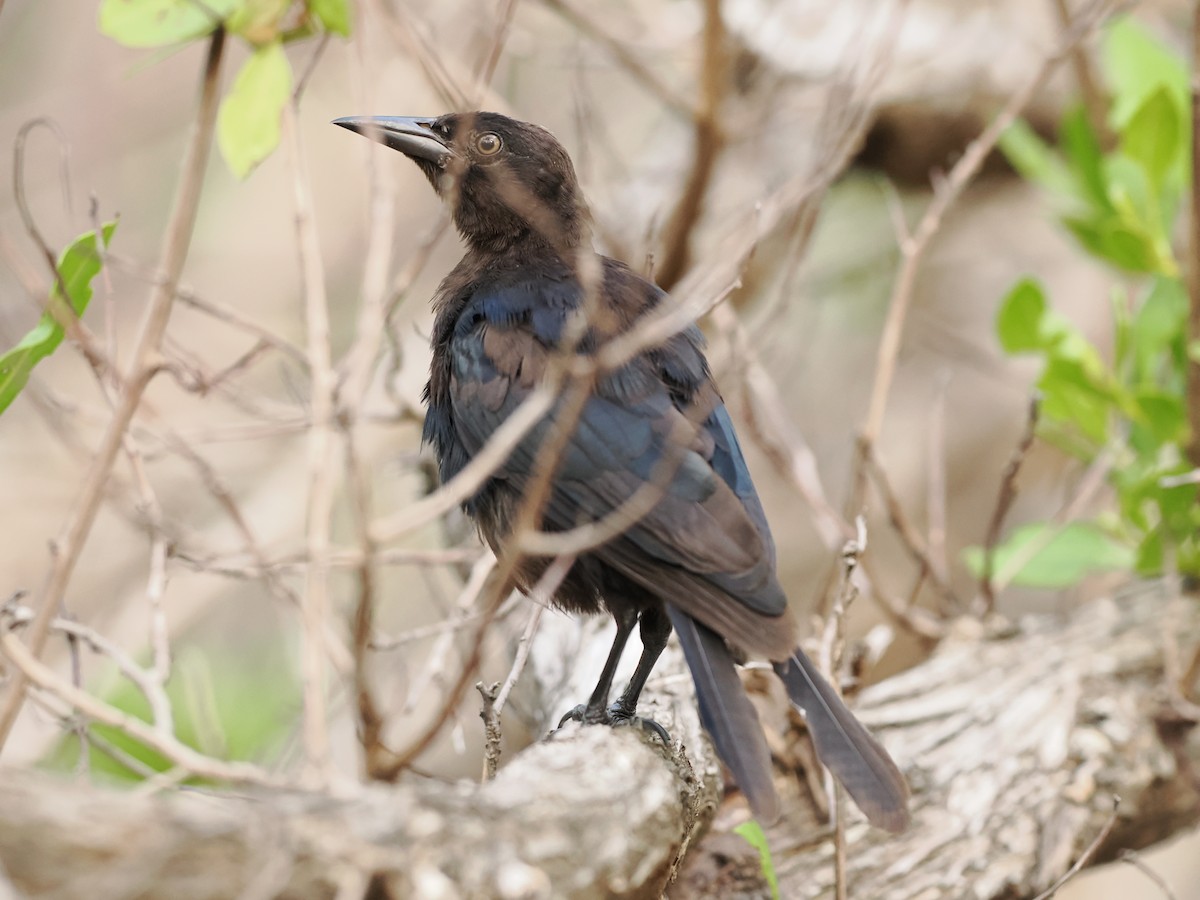 Greater Antillean Grackle - ML622786034