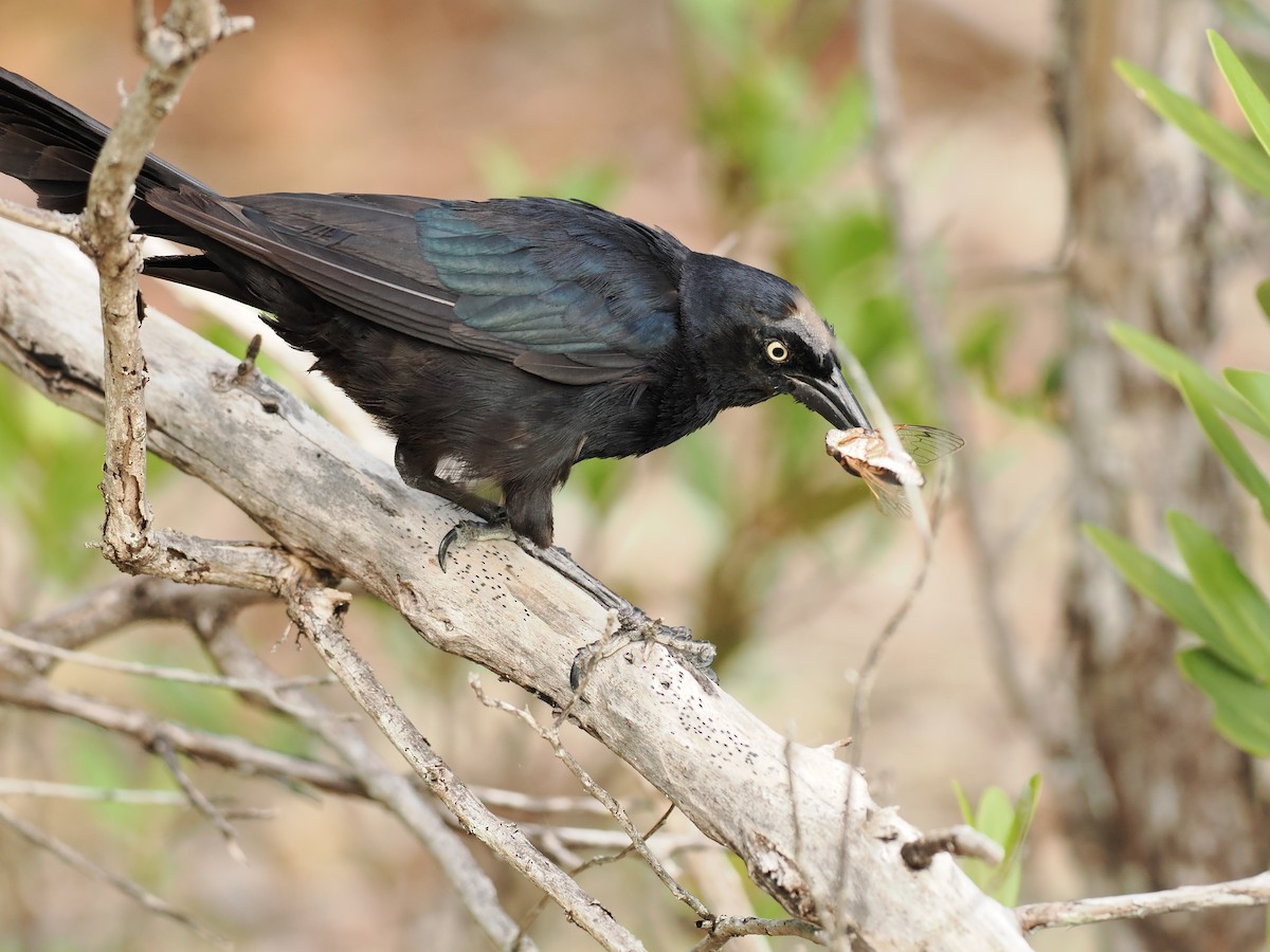 Greater Antillean Grackle - ML622786037