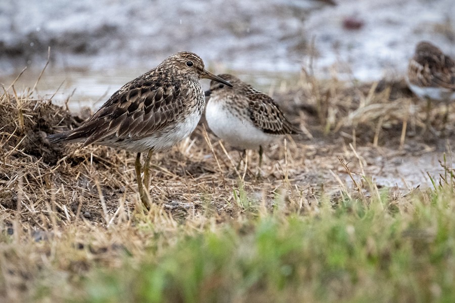 Pectoral Sandpiper - ML622786064
