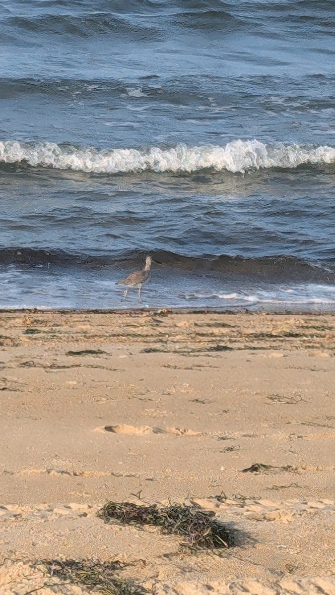 Playero Aliblanco - ML622786066