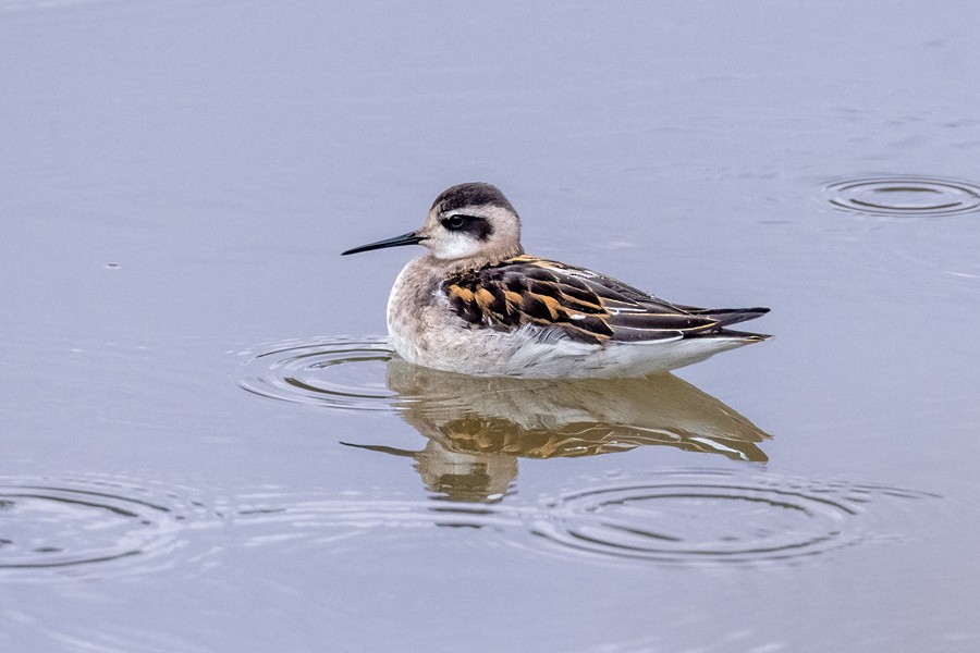 Red-necked Phalarope - ML622786095