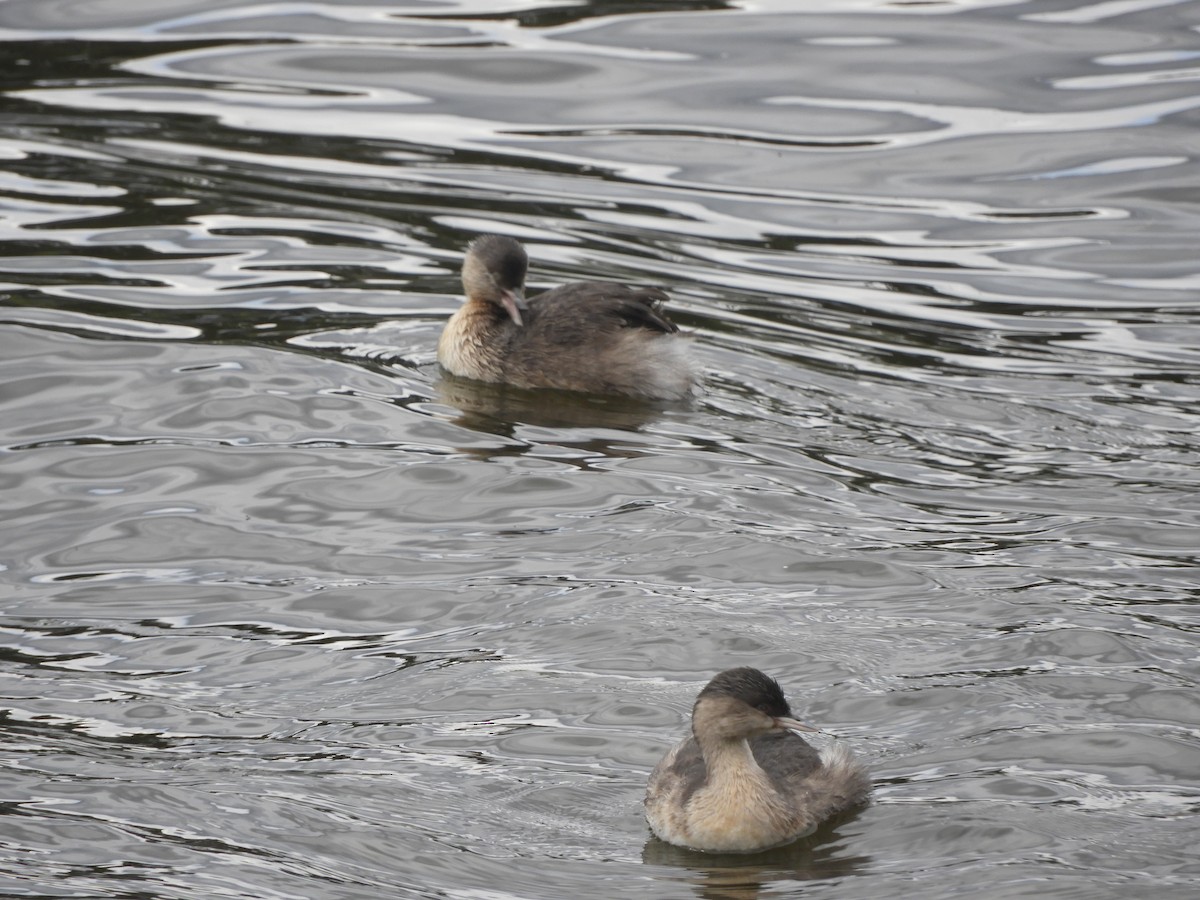 Hoary-headed Grebe - Charles Silveira