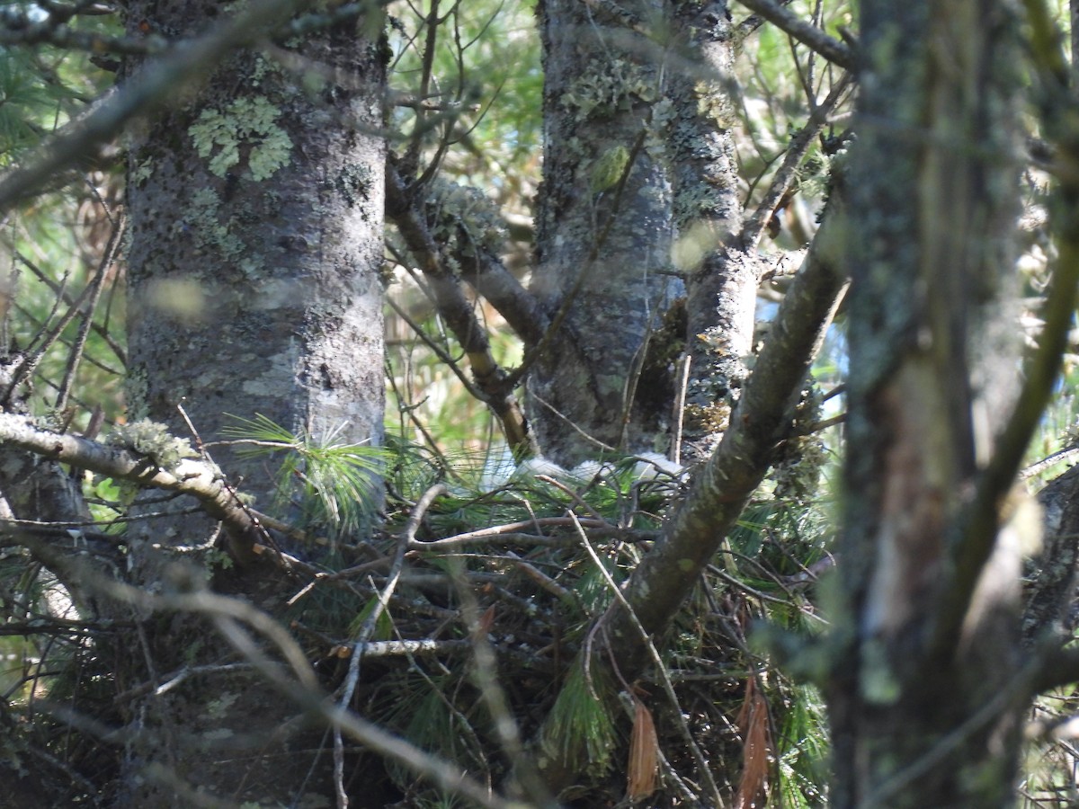 American Goshawk - ML622786122