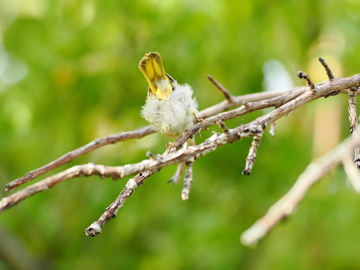 Yellow Warbler (Golden) - ML622786124