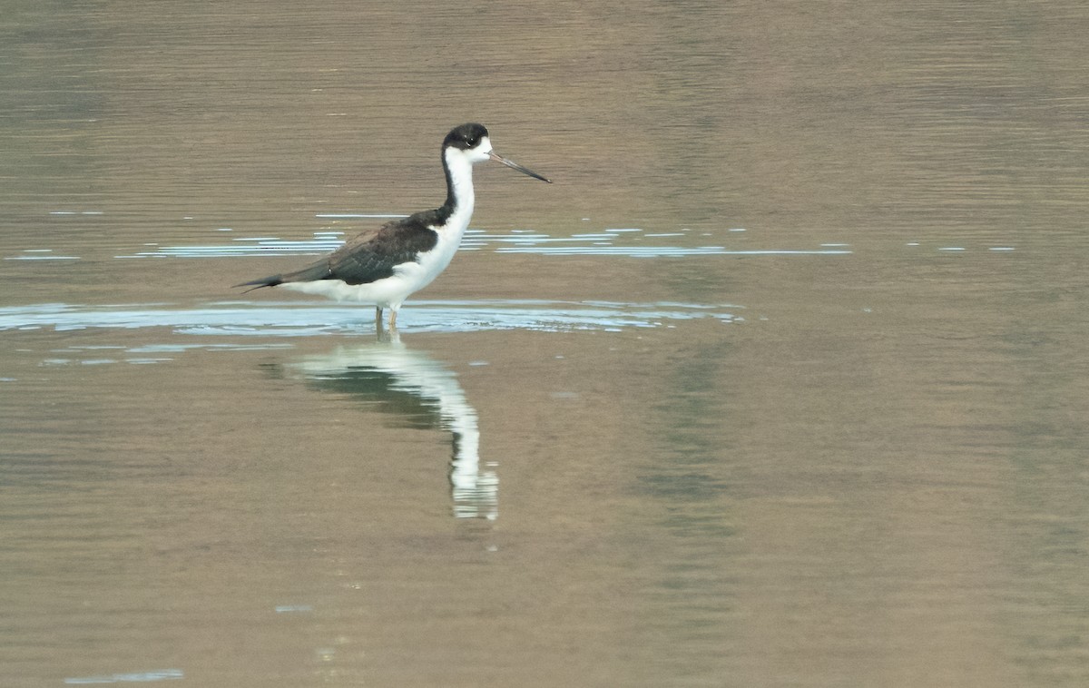 Cigüeñuela Cuellinegra (Hawaiana) - ML622786130